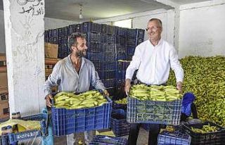 Başkan Özkan, biber üreticilerinin hasadına katıldı