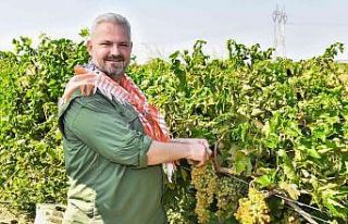 Başkan Vekili Pehlivan, traktör kullandı, üzüm...