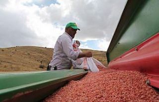 Bayburt’ta ata tohumu kırık buğdaylar toprakla...