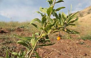 Bayburt’ta goji berry fideleri meyve vermeye başladı