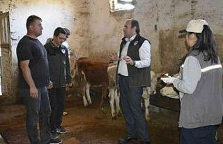 Bayburt’ta şap aşısı yapılmaya başlandı