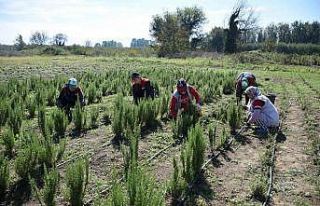 Biberiye hasadı başladı