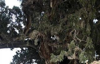 Bin 200 km yol alıp 6 asırlık Ardıç’ın bakım...