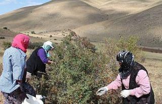 Bin derde deva kuşburnunun zor mesaisi başladı