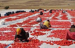 Bitlis’ten Amerika ve Avrupa’ya kurutulmuş domates