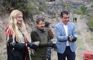 Bolu’da 650 keklik doğaya salındı