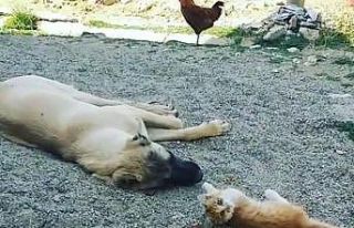 Boncuk ile Karabaş’ın iç ısıtan dostluğu!