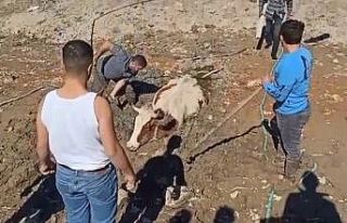 Bursa’da bataklığa saplanan inek kurtarıldı