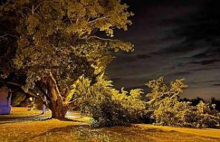 Bursa’da kavak ağacı yıkıldı, ekiplerin çalışmasıyla...