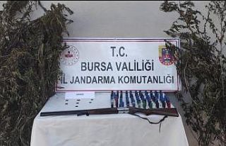 Bursa’da kenevir tarlasına jandarma baskını