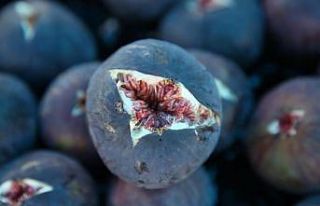 Büyükşehir devreye girdi, üreticilerin yüzü...