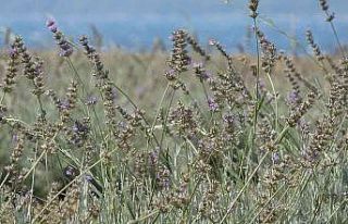 Çanakkale’de çöplük alan Lavanta bahçesine...