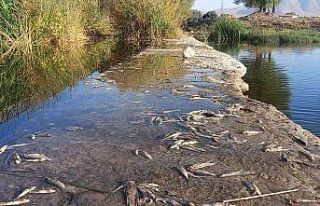 Çaydaki balık ölümleri tedirgin etti