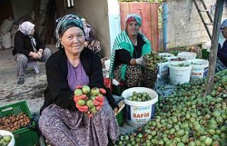 Ceviz hasadı renkli görüntülere sahne oldu, 7...