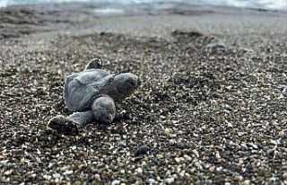 Çift başlı yeşil deniz kaplumbağası şaşırttı