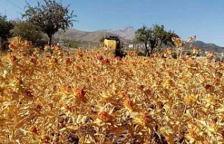 Çiftçi belediye Talas şimdi de Aspir hasadı yaptı