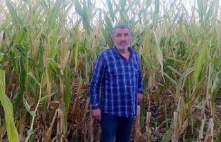 Çiftçiye domuzların ardından bir darbe de sigorta...