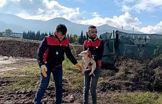 Çukura düşen yavru köpek kurtarıldı