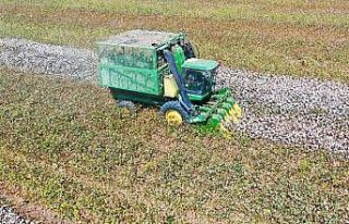 Çukurova’da pamuk hasadı başladı