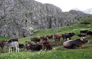 Dağ keçileriyle inek sürüsü bir arada