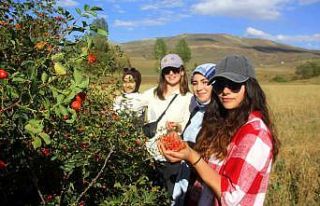 Daldan kavanoza kuşburnunun hikayesi