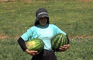 Delice karpuzunda hasat sevinci