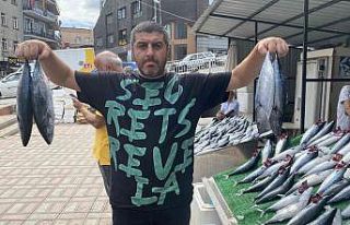 Denizden palamut fışkırdı, bolluk fiyata yansıdı