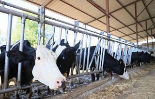 Denizli’de ölümcül hastalıkla mücadele sürüyor