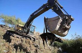 Dere yatağında mahsur kalan inek kurtarıldı