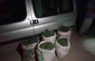 Didim’de 100 kilogram deniz börülcesi ele geçirildi