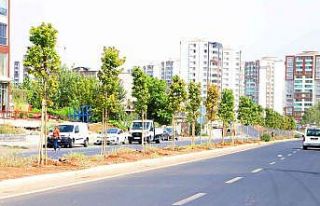 Diyarbakır’da 349 ağaç toprakla buluşturuldu