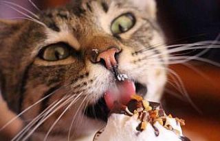Dondurma bağımlısı kedi çay ocağının maskotu...