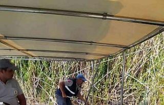 Dünyaca ünlü Dalyan kanalında temizlik