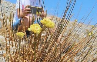 Dünyada sadece 11 adet kaldı