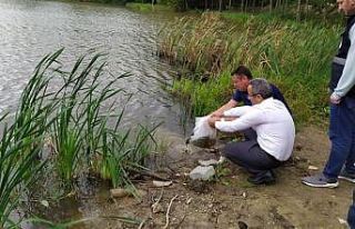 Düzce’deki göl ve göletlere yavru sazan balıkları...