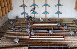 Edirne’de posta güvercinleri yarışı