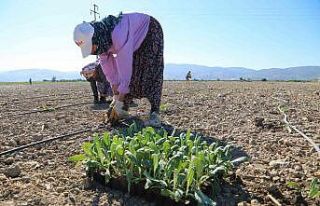 Efeler’in enginarları toprakla buluştu