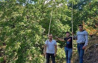 Ege’de ceviz hasadı başladı