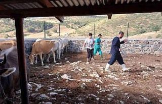 Elazığ’da büyükbaş hayvanlara aşılama çalışması