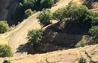 Elazığ’da koruma altındaki dağ keçileri Harput’a...