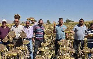 Elbistan’da "siyah altın" hasadı başladı