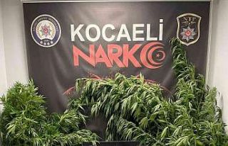 Elindeki orakla Hint keneviri keserken suçüstü...