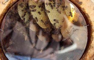 En ballı festival başladı