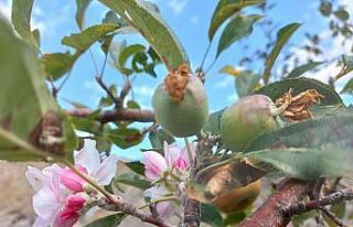 Eylül ayında elma ağacı çiçek açtı