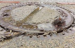 Farenin fazla kilosu başına dert oldu