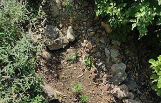 Feke’de kenevir operasyonu