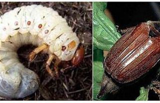 Fındıkta ‘mayıs böceği’ ile mücadele zamanı