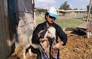 Genç kız kendisine alışamayan koyunlar için babası...