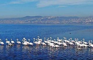 Göç etmeyen flamingoların görsel şöleni