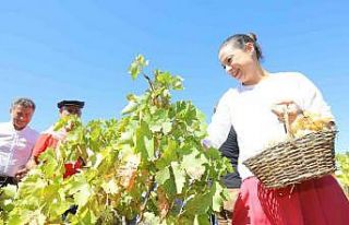 Gökçealan, Osmancık üzümü ile şenlendi